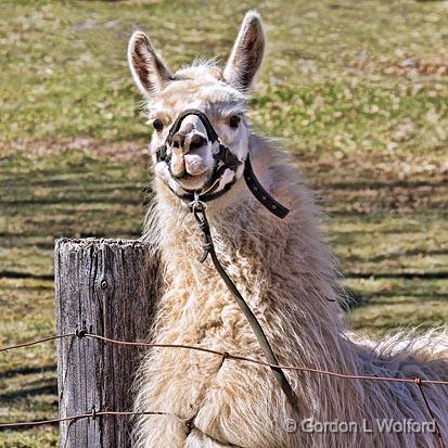 Friendly Llama_22936.jpg - Photographed near Fallbrook, Ontario, Canada.